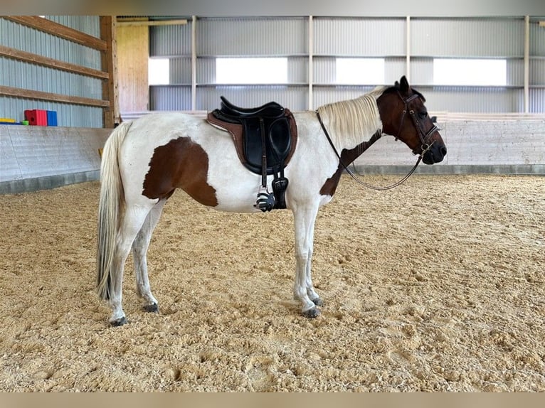 Deutsches Reitpony Stute 13 Jahre 148 cm Schecke in Bad Waldsee