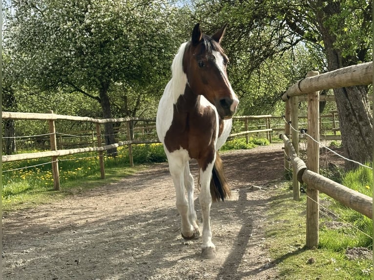 Deutsches Reitpony Stute 13 Jahre 148 cm Schecke in Bad Waldsee