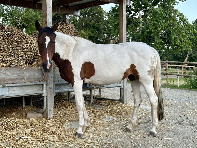 Deutsches Reitpony Stute 13 Jahre 148 cm Schecke in Eberhardzell