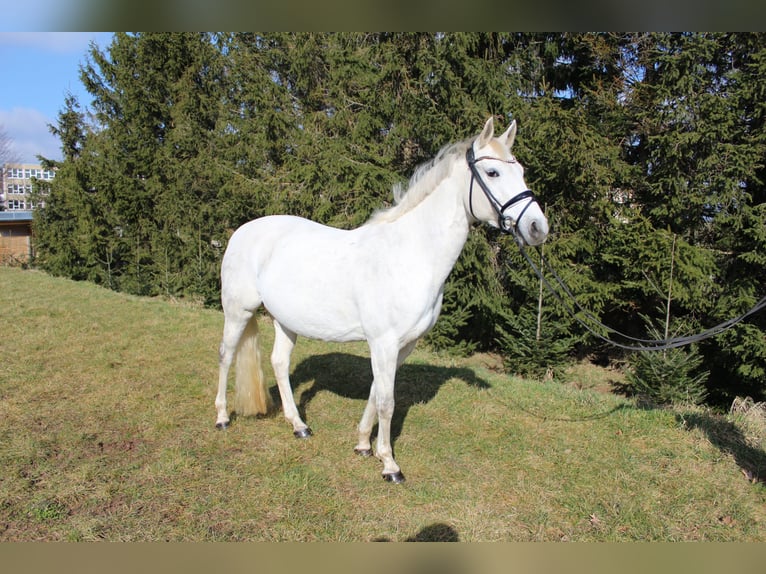 Deutsches Reitpony Stute 13 Jahre 148 cm Schimmel in Klingenberg