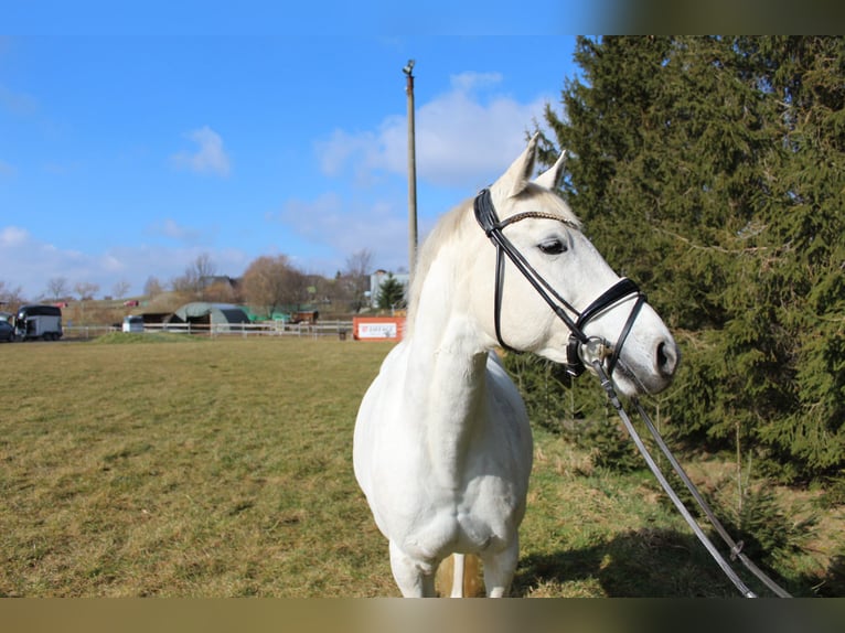 Deutsches Reitpony Stute 13 Jahre 148 cm Schimmel in Klingenberg