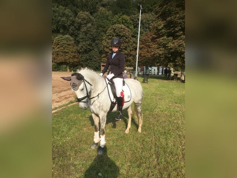 Deutsches Reitpony Stute 13 Jahre 148 cm Schimmel in Klingenberg