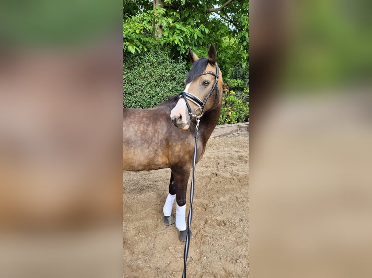 Deutsches Reitpony Stute 13 Jahre 149 cm Braunfalbschimmel in Rommerskirchen