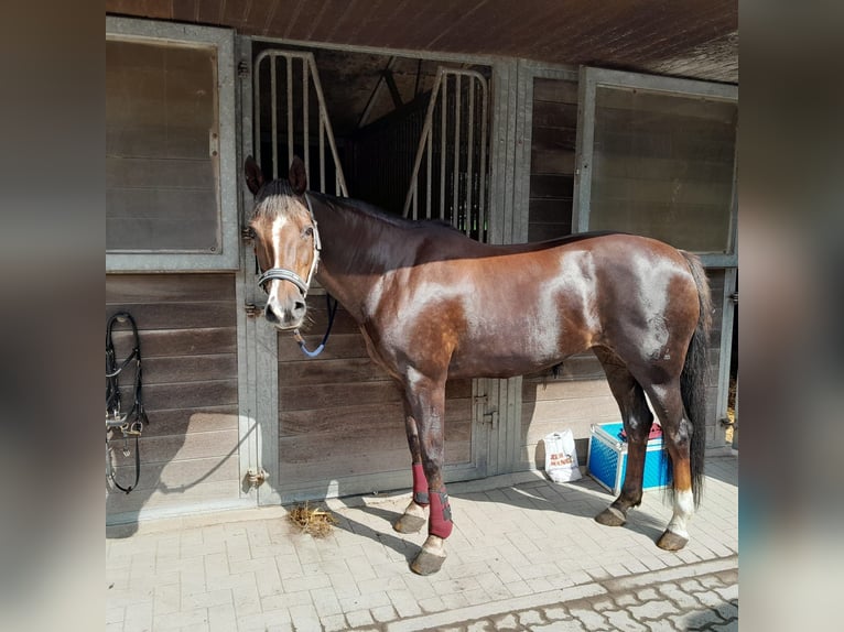 Deutsches Reitpony Stute 13 Jahre 150 cm Dunkelfuchs in Kiel