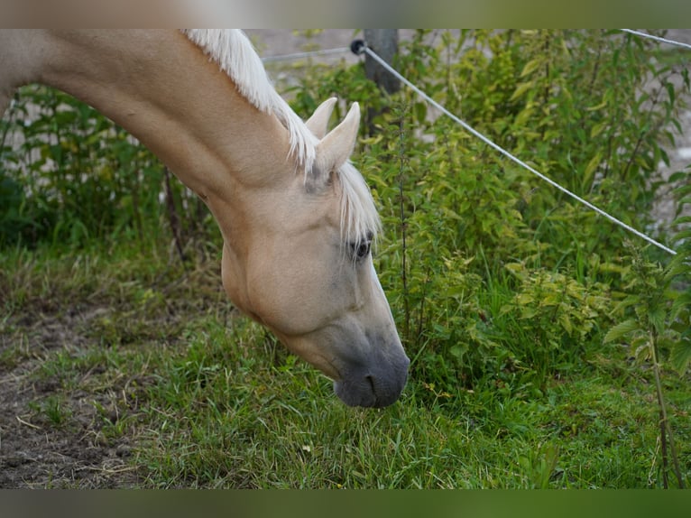 Deutsches Reitpony Stute 13 Jahre 150 cm Palomino in Dießen am Ammersee