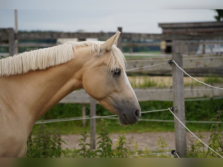 Deutsches Reitpony Stute 13 Jahre 150 cm Palomino in Dießen am Ammersee