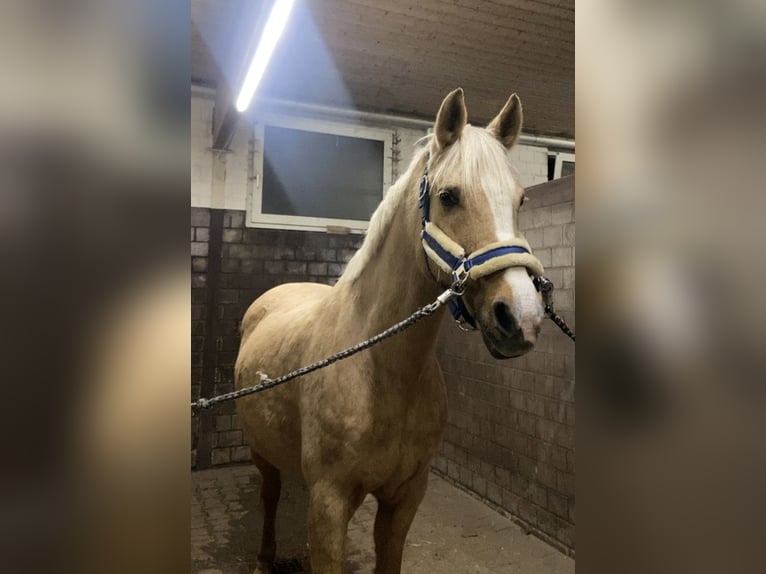 Deutsches Reitpony Mix Stute 13 Jahre 151 Cm Palomino In ErftstadtErftstadt