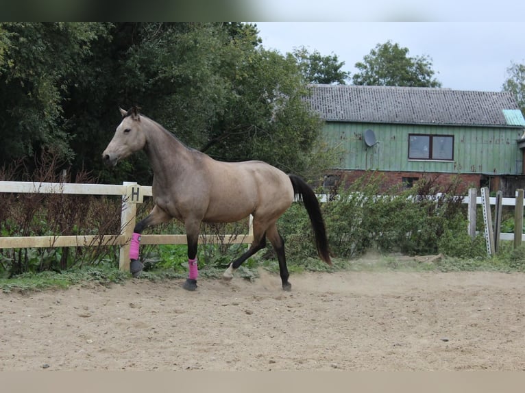 Deutsches Reitpony Stute 13 Jahre 152 cm Falbe in Nordhastedt