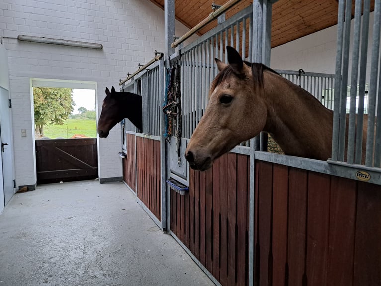 Deutsches Reitpony Stute 13 Jahre 152 cm Falbe in Nordhastedt