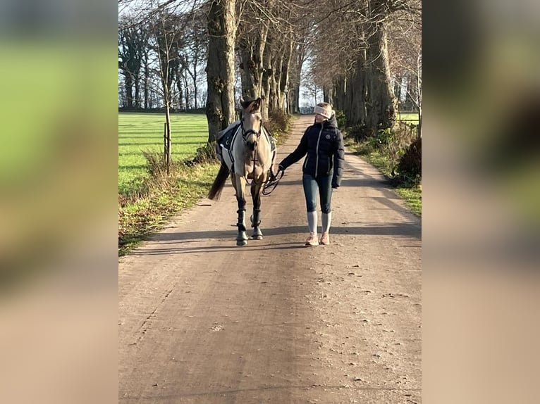 Deutsches Reitpony Stute 13 Jahre 152 cm Falbe in Nordhastedt