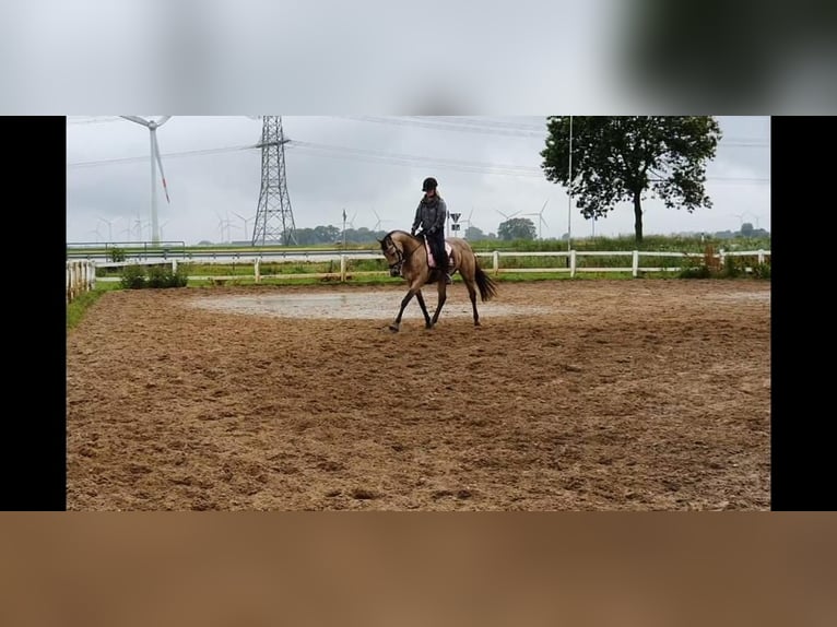 Deutsches Reitpony Stute 13 Jahre 152 cm Falbe in Nordhastedt