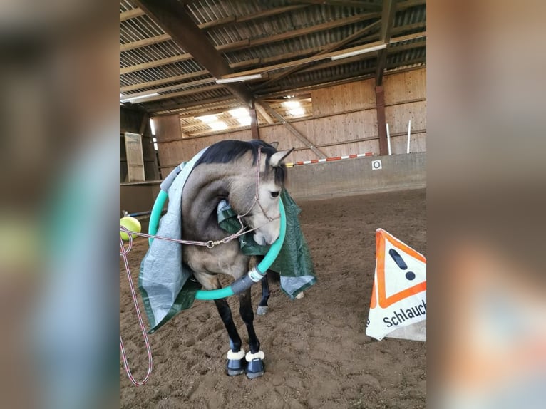 Deutsches Reitpony Stute 13 Jahre 152 cm Falbe in Nordhastedt