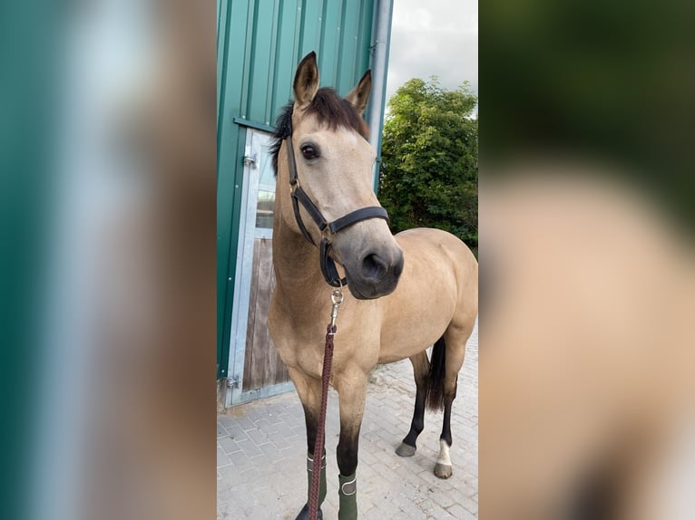 Deutsches Reitpony Stute 13 Jahre 152 cm Falbe in Nordhastedt