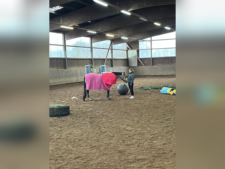 Deutsches Reitpony Stute 13 Jahre 152 cm Falbe in Nordhastedt