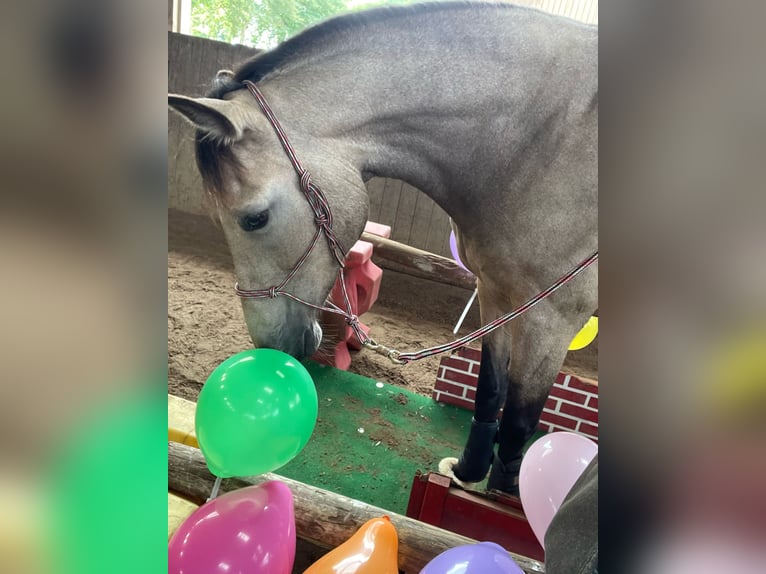 Deutsches Reitpony Stute 13 Jahre 152 cm Falbe in Nordhastedt