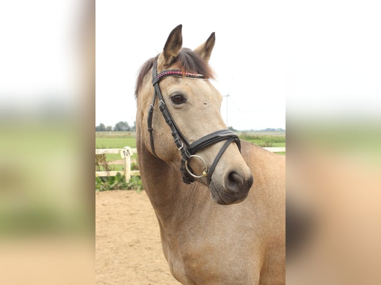 Deutsches Reitpony Stute 13 Jahre 152 cm Falbe in Nordhastedt