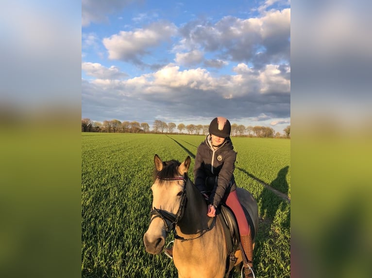 Deutsches Reitpony Stute 13 Jahre 152 cm Falbe in Nordhastedt