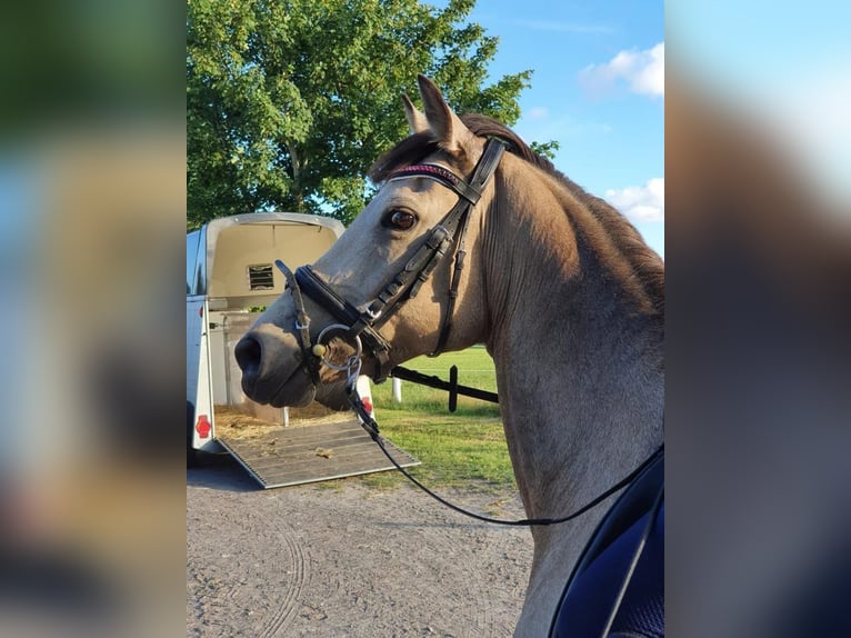 Deutsches Reitpony Stute 13 Jahre 152 cm Falbe in Nordhastedt