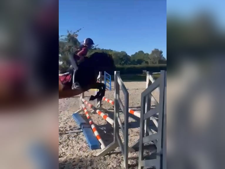 Deutsches Reitpony Stute 13 Jahre 154 cm Brauner in Vahrendorf