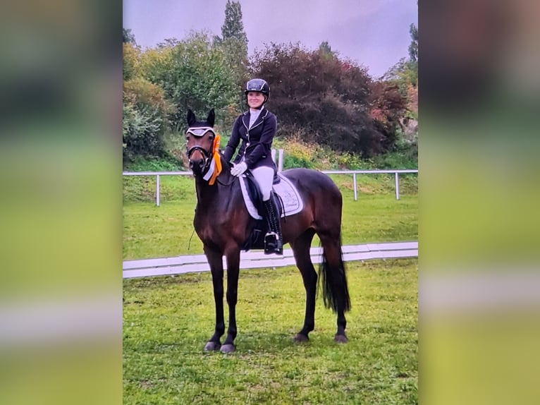 Deutsches Reitpony Stute 13 Jahre 154 cm Dunkelbrauner in Osternienburger Land