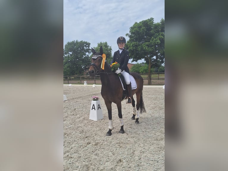 Deutsches Reitpony Stute 13 Jahre 154 cm Dunkelbrauner in Osternienburger Land