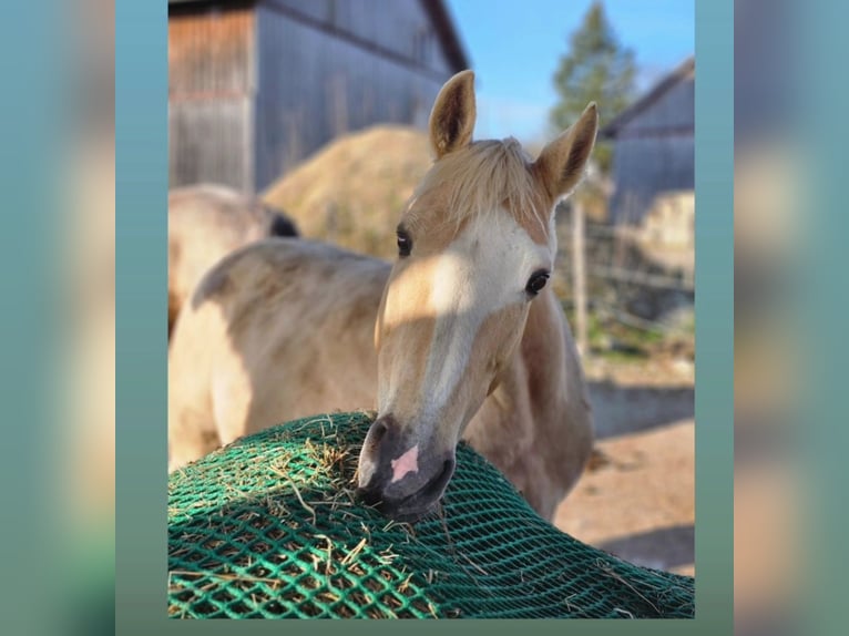 Deutsches Reitpony Stute 13 Jahre 155 cm Palomino in Dießen am Ammersee