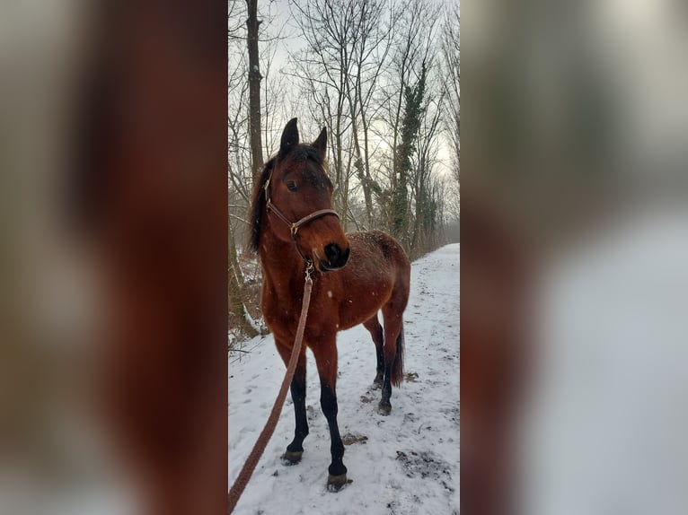 Deutsches Reitpony Stute 13 Jahre 160 cm Brauner in Traiskirchen