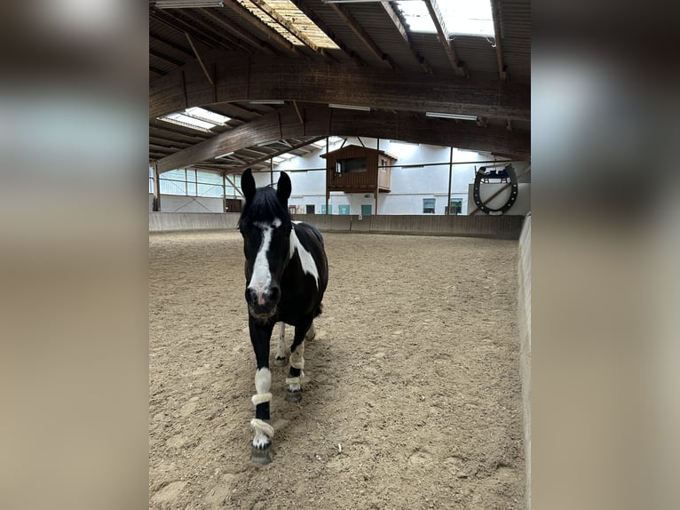 Deutsches Reitpony Mix Stute 13 Jahre  in Kuhardt