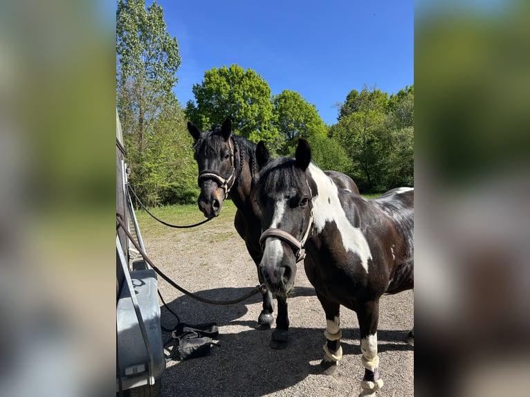 Deutsches Reitpony Mix Stute 13 Jahre  in Kuhardt