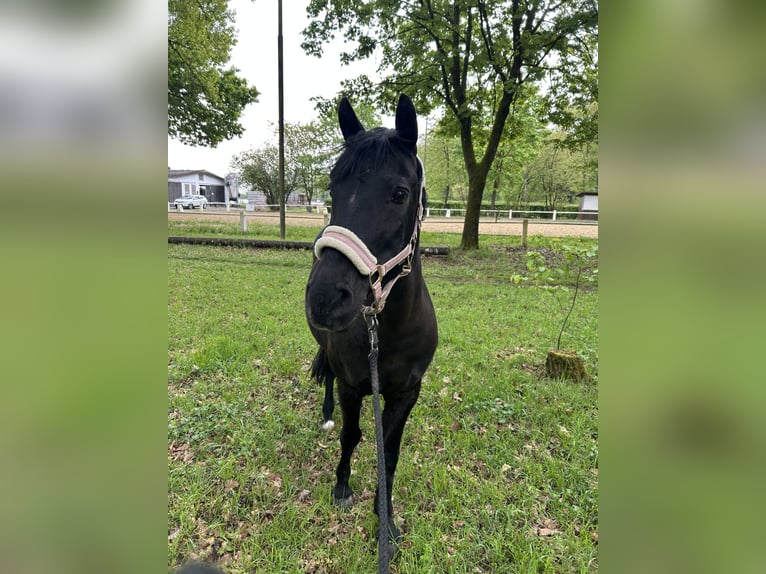 Deutsches Reitpony Mix Stute 13 Jahre  in Kuhardt