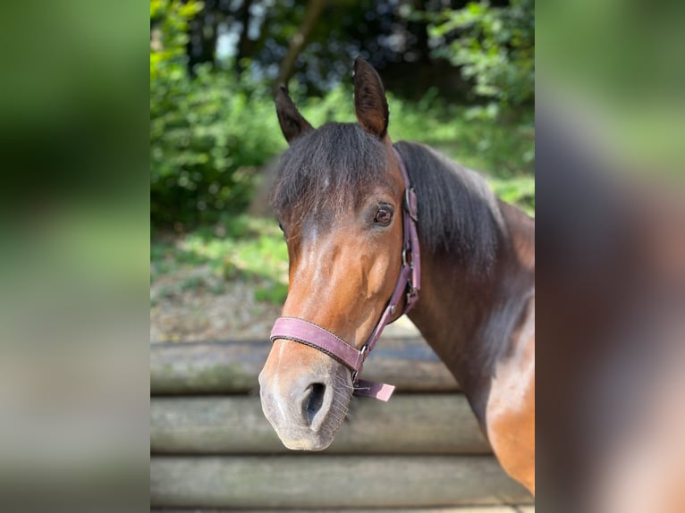 Deutsches Reitpony Stute 14 Jahre 130 cm Brauner in Feldbach