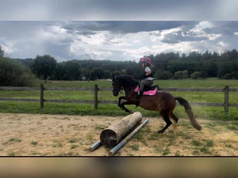 Deutsches Reitpony Stute 14 Jahre 130 cm Brauner in Feldbach