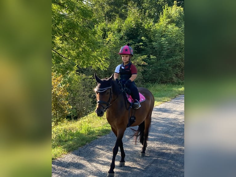 Deutsches Reitpony Stute 14 Jahre 130 cm Brauner in Feldbach