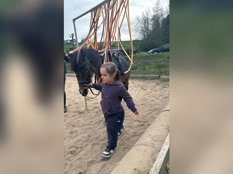 Deutsches Reitpony Stute 14 Jahre 130 cm Brauner in Feldbach