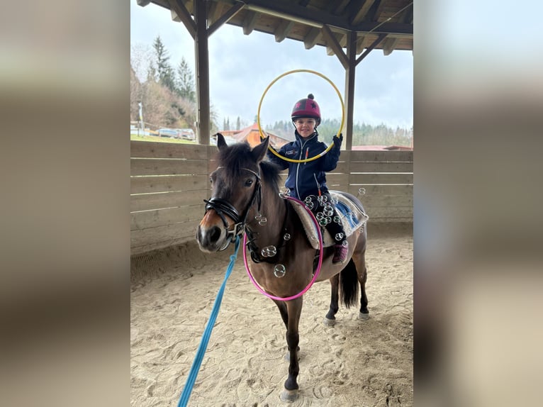 Deutsches Reitpony Stute 14 Jahre 130 cm Brauner in Feldbach