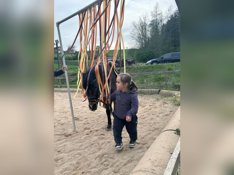 Deutsches Reitpony Stute 14 Jahre 130 cm Brauner in Feldbach