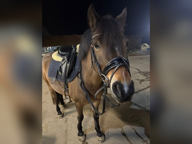 Deutsches Reitpony Stute 14 Jahre 130 cm Brauner in Feldbach