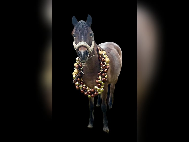 Deutsches Reitpony Stute 14 Jahre 130 cm Brauner in Feldbach