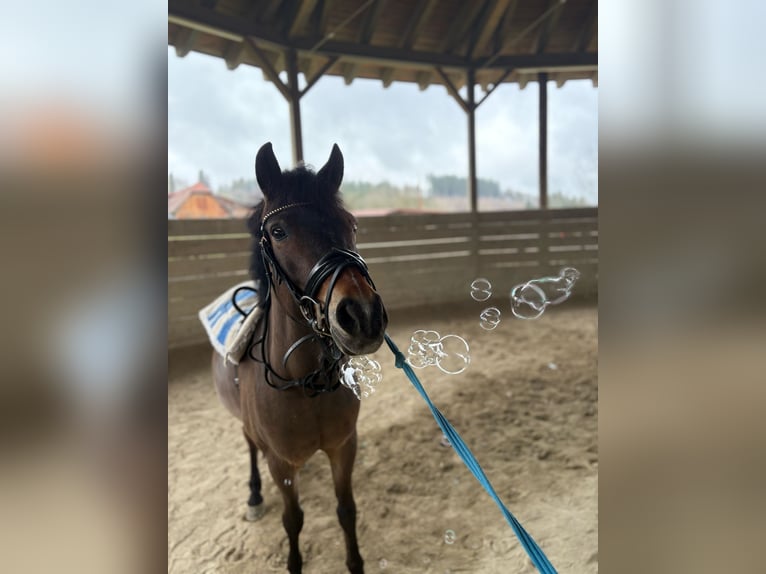 Deutsches Reitpony Stute 14 Jahre 130 cm Brauner in Feldbach
