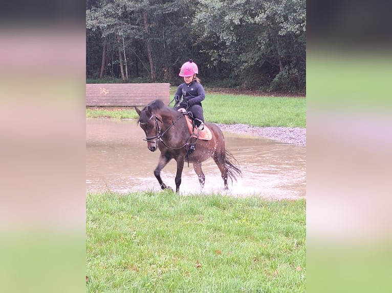 Deutsches Reitpony Stute 14 Jahre 130 cm Brauner in Feldbach