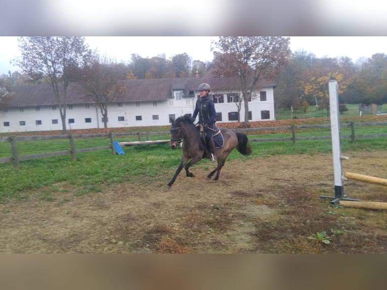 Deutsches Reitpony Stute 14 Jahre 130 cm Brauner in Feldbach