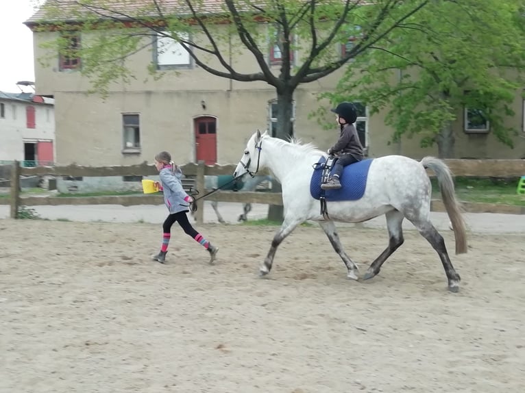 Deutsches Reitpony Mix Stute 14 Jahre 133 cm Rotschimmel in Frose