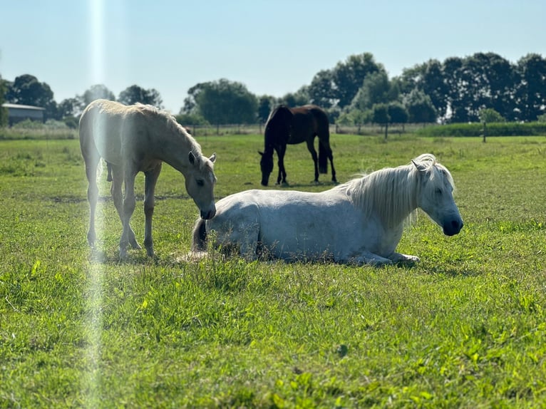 Deutsches Reitpony Mix Stute 14 Jahre 133 cm Rotschimmel in Frose