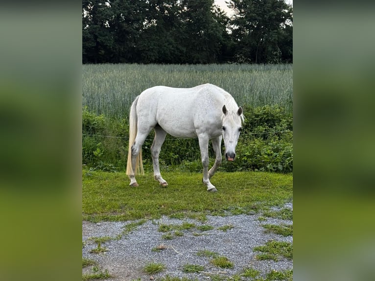 Deutsches Reitpony Stute 14 Jahre 136 cm Apfelschimmel in Kettenkamp