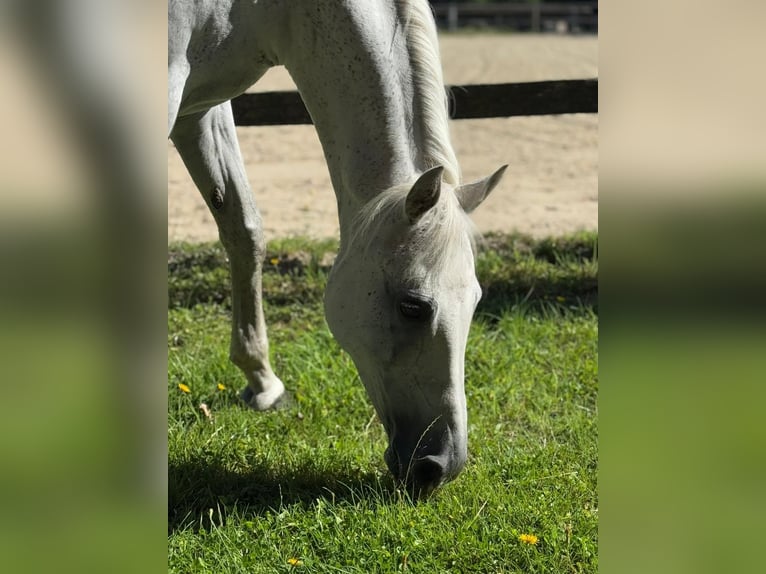 Deutsches Reitpony Stute 14 Jahre 136 cm Apfelschimmel in Kettenkamp