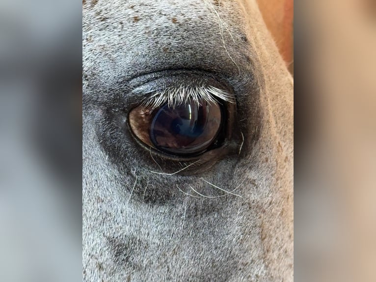 Deutsches Reitpony Stute 14 Jahre 136 cm Apfelschimmel in Kettenkamp