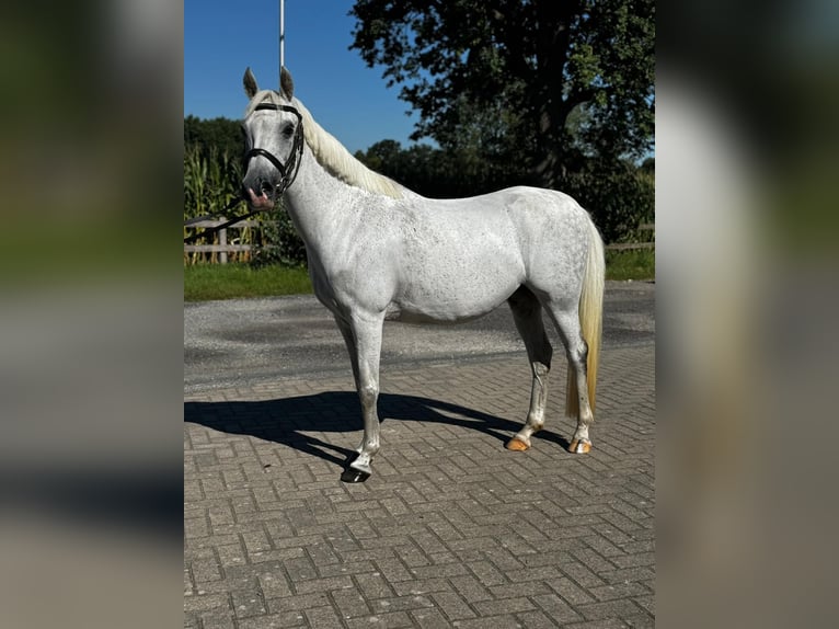 Deutsches Reitpony Stute 14 Jahre 136 cm Apfelschimmel in Kettenkamp