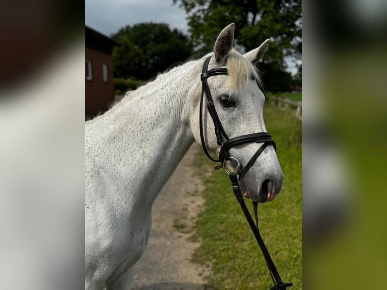 Deutsches Reitpony Stute 14 Jahre 136 cm Apfelschimmel in Kettenkamp