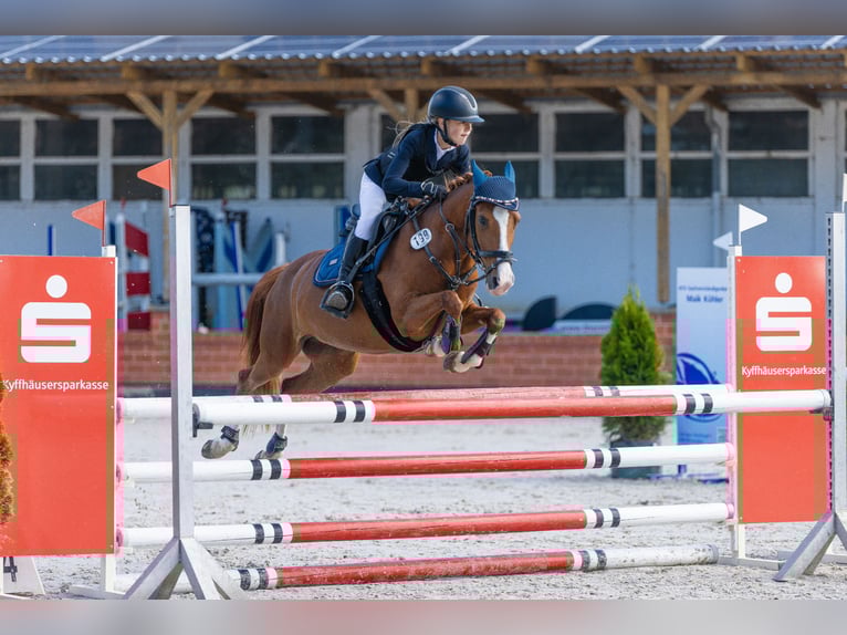 Deutsches Reitpony Stute 14 Jahre 140 cm in Sömmerda Deutsches Reitpony Stute 14 Jahre 140 cm in Sömmerda