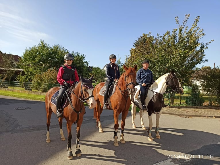 Deutsches Reitpony Stute 14 Jahre 142 cm Brauner in Dassel